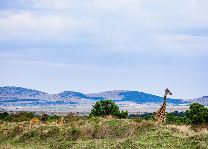 Amboseli National Park