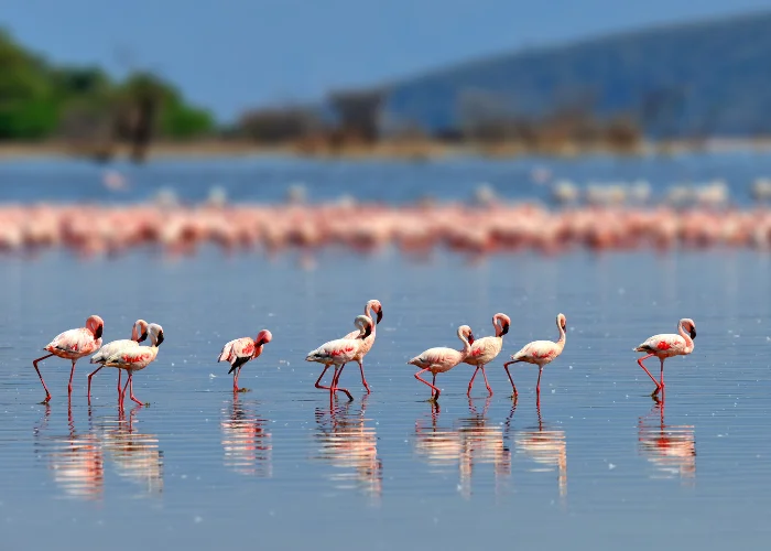 Lake Nakuru National Park