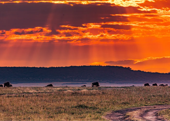 Masai Mara National Reserve