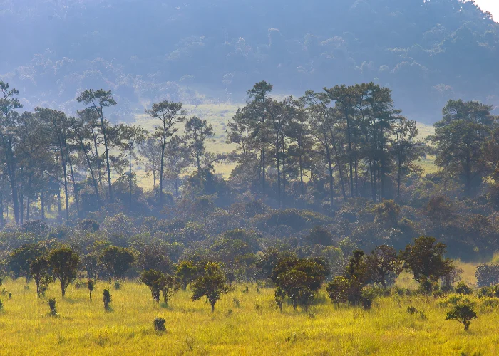 Meru National Park